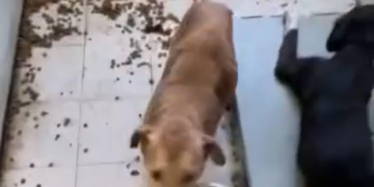 Над 200 кучета живеят в мръсотия, без вода и светлина в приют на ужасите (ВИДЕО)