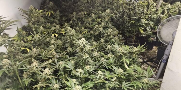 СПЕЦАКЦИЯ: Полицията разкри високотехнологична наркооранжерия в София